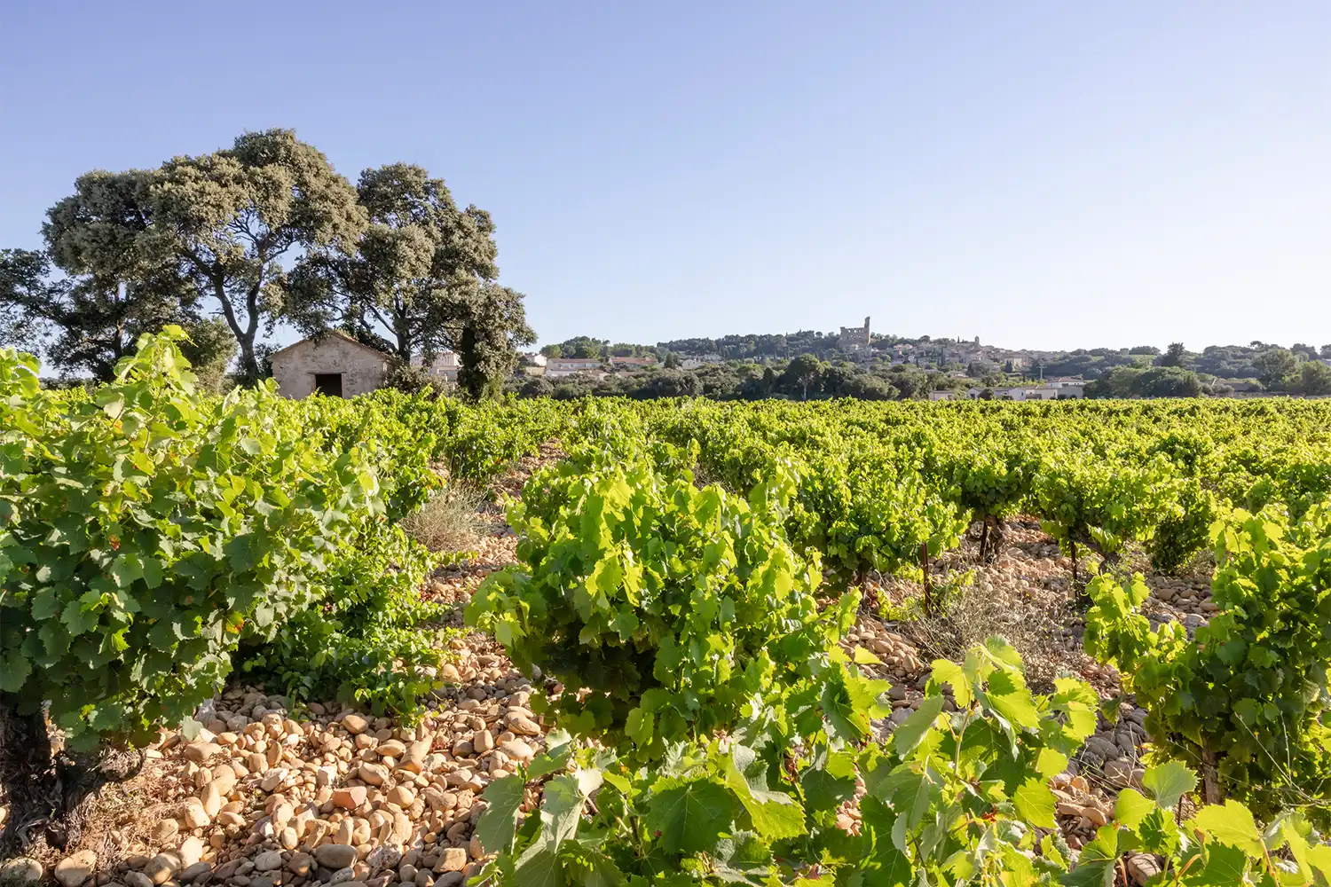 Le domaine Olivier Hillaire est cultivé sur un sol de galets, pour des vins uniques.