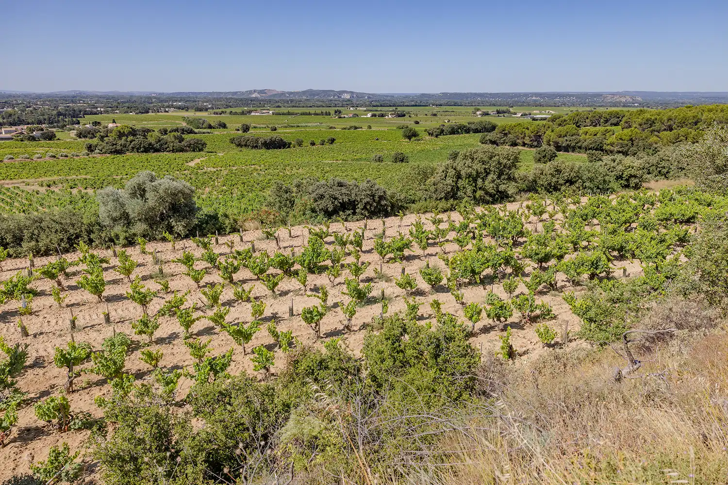 Vue panoramique des vignes du Vignoble Hillaire, au cœur de l’appellation Châteauneuf-du-Pape.
